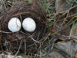 Eggs-in-a-nest