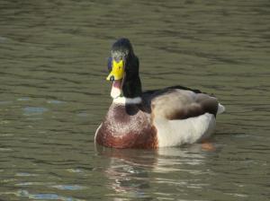 Floating duck